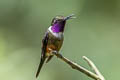 Purple-throated Woodstar Philodice mitchellii