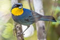 Purplish-mantled Tanager Iridosornis porphyrocephalus