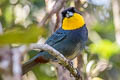 Purplish-mantled Tanager Iridosornis porphyrocephalus