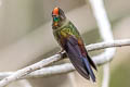 Rainbow-bearded Thornbill Chalcostigma herrani tolimae