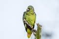 Red-billed Parrot Pionus sordidus saturatus