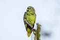 Red-billed Parrot Pionus sordidus saturatus