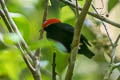 Red-capped Manakin Ceratopipra mentalis minor