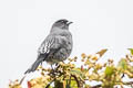 Red-crested Cotinga Ampelion rubrocristatus