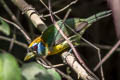 Red-headed Barbet Eubucco bourcierii bourcierii 