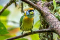 Red-headed Barbet Eubucco bourcierii occidentalis 