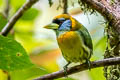 Red-headed Barbet Eubucco bourcierii occidentalis 