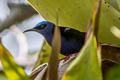 Red-legged Honeycreeper Cyanerpes cyaneus pacificus