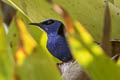 Red-legged Honeycreeper Cyanerpes cyaneus pacificus