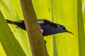 Red-legged Honeycreeper Cyanerpes cyaneus pacificus