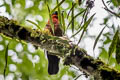 Red-ruffed Fruitcrow Gymnoderus foetidus