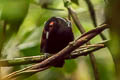 Reddish-winged Bare-eye Phlegopsis erythroptera erythroptera