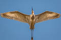 Reddish Egret Egretta rufescens rufescens