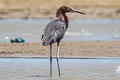 Reddish Egret Egretta rufescens rufescens