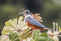 Ringed Kingfisher Megaceryle torquata torquata