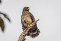 Roadside Hawk Rupornis magnirostris magnirostris