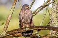 Roadside Hawk Rupornis magnirostris magnirostris