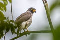 Roadside Hawk Rupornis magnirostris magnirostris