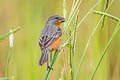 Ruddy-breasted Seedeater Sporophila minuta minuta