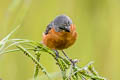 Ruddy-breasted Seedeater Sporophila minuta minuta