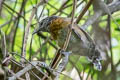 Rufous-breasted Wren Pheugopedius rutilus laetus