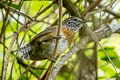 Rufous-breasted Wren Pheugopedius rutilus laetus