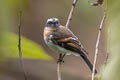 Rufous-breasted Chat-Tyrant Ochthoeca rufipectoralis obfuscata