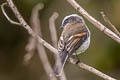 Rufous-breasted Chat-Tyrant Ochthoeca rufipectoralis obfuscata