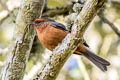 Rufous-backed Conebill Conirostrum rufum