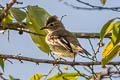 Rufous-crowned Elaenia Elaenia ruficeps