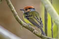 Rufous-crowned Tody-Flycatcher Poecilotriccus ruficeps ruficeps