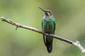 Rufous-gaped Hillstar Urochroa bougueri 