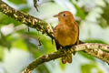 Rufous Piha Lipaugus unirufus unirufus