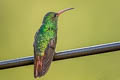 Rufous-tailed Hummingbird Amazilia tzacatl fuscicaudata