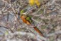 Rufous-tailed Jacamar Galbula ruficauda ruficauda