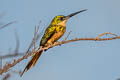 Rufous-tailed Jacamar Galbula ruficauda ruficauda