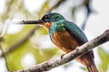 Rufous-tailed Jacamar Galbula ruficauda melanogenia 