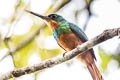 Rufous-tailed Jacamar Galbula ruficauda melanogenia 