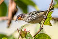 Rufous-throated Tanager Ixothraupis rufigula