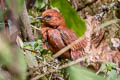 Rufous Spinetail Synallaxis unirufa unirufa