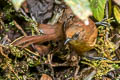 Rufous Wren Cinnycerthia unirufa unibrunnea 