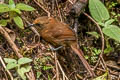 Rufous Wren Cinnycerthia unirufa unibrunnea 