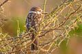 Russet-throated Puffbird Hypnelus ruficollis ruficollis