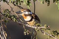 Russet-throated Puffbird Hypnelus ruficollis ruficollis