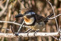 Russet-throated Puffbird Hypnelus ruficollis ruficollis