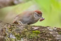 Rusty-backed Spinetail Cranioleuca vulpina vulpina