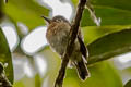 Rusty-breasted Nunlet Nonnula rubecula simulatrix