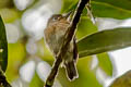 Rusty-breasted Nunlet Nonnula rubecula simulatrix