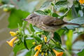 Rusty Flowerpiercer Diglossa sittoides dorbignyi 