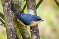 Rusty Flowerpiercer Diglossa sittoides dorbignyi 